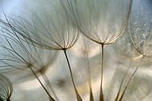 Achenes feathery Meadow Salsify Lorraine France 