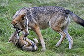 European Wolf and young playing Bayerischer Wald Germany