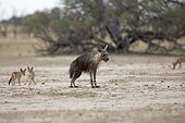 Brown hyena and Black-backed jackals in Kalahari desert