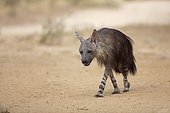 Brown hyena walking in the Kalahari Desert South Africa
