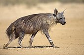 Brown hyena walking in the Kalahari Desert South Africa