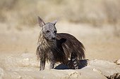 Brown hyena in a water hole Kalahari desert South Africa