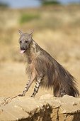 Brown hyena in a water hole Kalahari desert South Africa