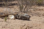 Skeleton brown hyena in the Kalahari Desert South Africa