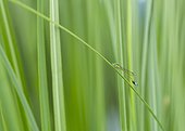 Iberian bluetail on a leaf Basque Country Spain 