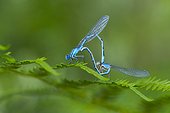 Common Blue Damselfly mating Basque Country Spain
