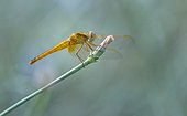 Female Red Darter on a flower Basque Country Spain