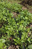 Organic rocket salads sowings in Aveyron  France