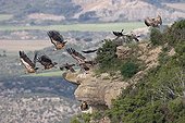 Eurasian griffon vultures flying away Spain