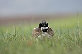 Male Little bustard displaying in grass Spain