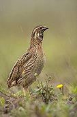 Attentive Common Quail Spain