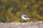 Kentish plover on the ground Ebro Delta Spain