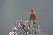 Common Crossbill on a branch Spain