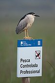 Night heron on a sign prohibiting fishing Spain