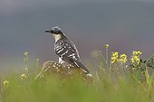 Great spotted cuckoo on a stone Spain