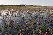 Amphibious bistort in bloom in Laguna de las Cañas Spain