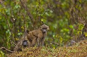 Olive Baboons on ground Aberdare Kenya