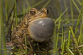 Male American Toad calling to attract females New York USA