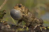 Male American Toad calling to attract females New York USA