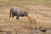 Nyalas couple at the water hole Kruger South Africa 