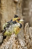 Crested Barbet on strain South Africa Kruger 