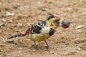 Crested Barbet eating a fruit on ground Kruger South Africa