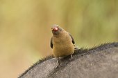 Red-billed Oxpecker on Cape Buffalo Kruger South Africa