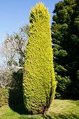 Monterey cypress 'Goldcrest' in a garden ; 17 years old