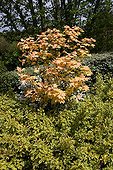 Sycamore maple 'Brilliantissimum' in a garden