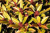 Skimmia in bud in a garden in winter ; 15 years old dwarf plant