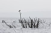 Pied Kingfisher on a dead tree Lake Baringo Kenya