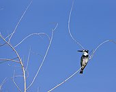 Pied Kingfisher on a dead tree Lake Baringo Kenya