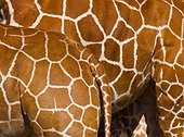 Coats of reticulated giraffes Solio Game Reserve Kenya