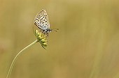 Silver-studded Blue on a Scabieusia France