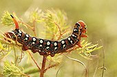 Caterpillar of Spurge Hawk-moth on a Cypress spurge