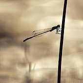 Silhouette of a male Blue-tailed damselfly on a stem France
