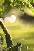 Green frog on the lookout at the edge of a pond France