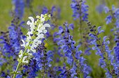 Meadow Clary flowers on calcareous grassland Lorraine France ; abnormal color: white hypochromic