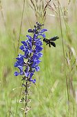 Carpenter bee and sage meadows on calcareous grassland