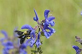 Carpenter bee and sage meadows on calcareous grassland