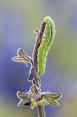 Silver Y moth caterpillar on Sage on calcareous grassland