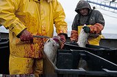 Fishermen clean Atlantic Cod fish on deck of fishing dragger