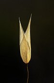 Ear of Wild oat backlighting France