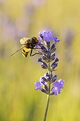 Hoverfly female on wild Lavender, France. Its larva parasite nests of hornets and wasps