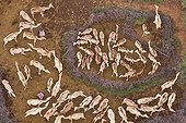 Camels owned by the Rendille people North Kenya