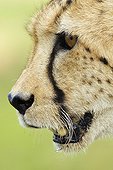 Portrait of Female Cheetah in the savanna of South Africa