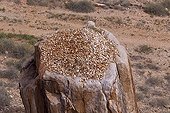 Kowop Gong Rock.Northern Kenya ; Local Turkana people throw rocks on the stone and rub for a safe journey