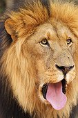 Portrait of male Lion sticking his tongue South Africa
