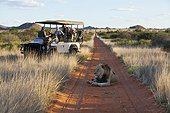 Tourists looking at a male lion lying the road in Kalahari
