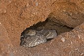 Western Diamond-backed Rattlesnake emerging from hibernation